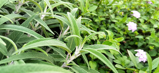 绿叶白花植物特写