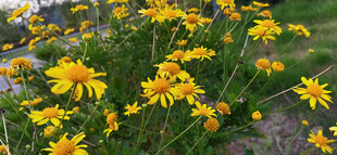 金黄灿烂的野菊花绽放