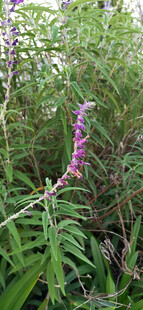 紫色野花绽放于草丛中