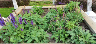 花坛中的紫色花卉景观