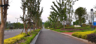 城市林荫辅道道路景观
