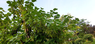 槐树绿叶间的多彩景致