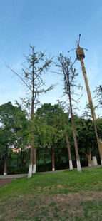 户外树木与高耸电线杆