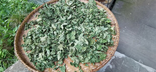 簸箕中晾晒的桑树叶