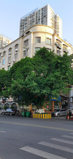 城市路口的黄桷树与旁的现代建筑