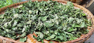 竹筐中晒干的桑树叶