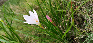 草丛中的白色单朵小花