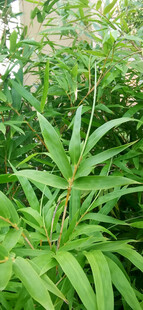 繁茂的竹林景观