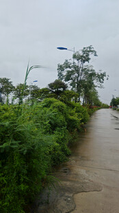 雨中湿润小径与绿植