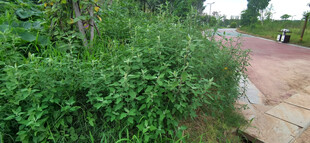 路边繁茂绿植景观