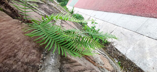 石缝中生长的翠绿植物