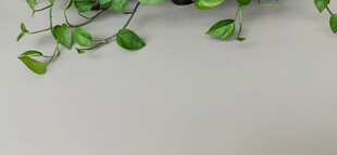 翠绿藤蔓灰色背景清新画面