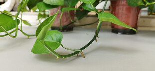 翠绿绿萝藤蔓自然垂落