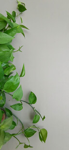 翠绿藤蔓植物特写