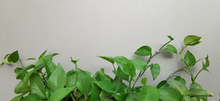 翠绿藤蔓与灰色背景特写