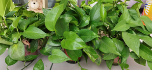 绿萝丛中的可爱玩偶