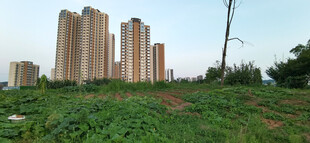 高楼矗立在绿意盎然之地