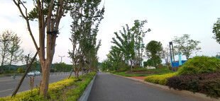 城市辅道绿植景观