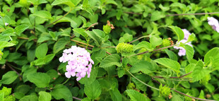 绿叶丛中的淡紫色绣球花