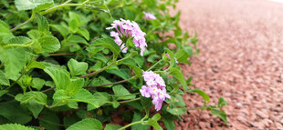 路边绽放的紫色花卉