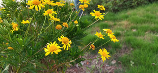 小径旁绽放的黄色菊花