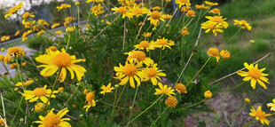 金黄灿烂的野菊花绽放