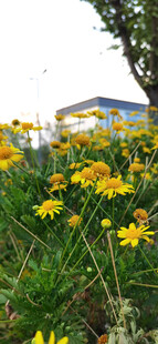 阳光下的灿烂黄色野花