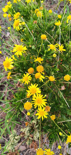 金黄灿烂的小野花绽放