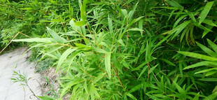 野外繁茂的绿色植物