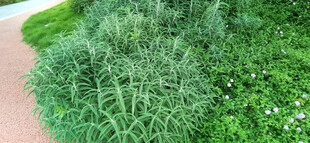 翠绿草丛中的自然景致