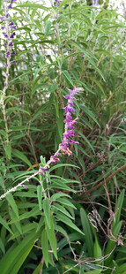 紫色鼠尾花绽放于草丛中