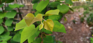 嫩绿树叶展现盎然生机