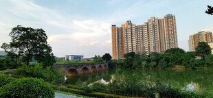 城市中的绿植与高楼景观