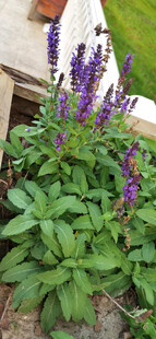 紫色花卉与绿叶植物景观