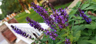 紫色鼠尾花花卉绽放