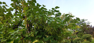 繁茂绿树洋槐豆荚景观