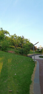 户外公园小径旁的绿意风景