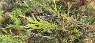 翠绿繁茂的植物枝叶