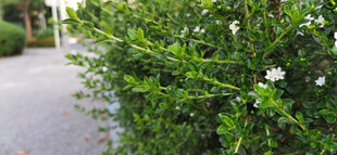 路边繁茂的绿植与白花