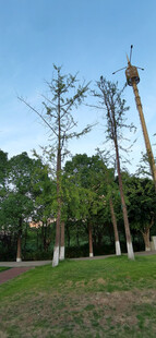 户外高耸木杆与绿植景观