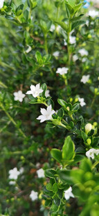 清新白色小花绽放绿意间