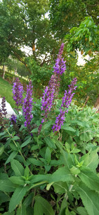 紫色鼠尾花花卉绽放于绿叶间