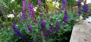 紫色鼠尾花花卉绽放于绿植间