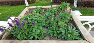 木制花箱中的繁茂绿植