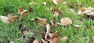 草地上散落的枯黄树叶