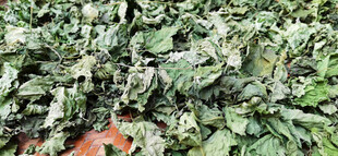 竹编簸箕里晾晒的桑叶