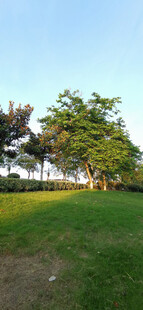 阳光照耀下的绿意草地