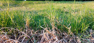 田野中的枯草与新绿