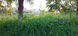 绿意盎然的林间草地