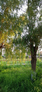 绿意盎然的林间草地